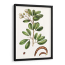 Follaje Y Blooms Iii - Thomas Nuttall | Cuadro decorativo de Canvas Lab