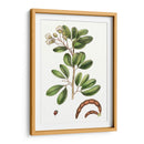 Follaje Y Blooms Iii - Thomas Nuttall | Cuadro decorativo de Canvas Lab