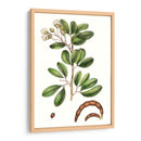 Follaje Y Blooms Iii - Thomas Nuttall | Cuadro decorativo de Canvas Lab