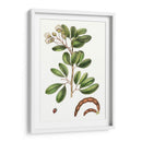 Follaje Y Blooms Iii - Thomas Nuttall | Cuadro decorativo de Canvas Lab