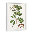 Follaje Y Blooms Iii - Thomas Nuttall | Cuadro decorativo de Canvas Lab