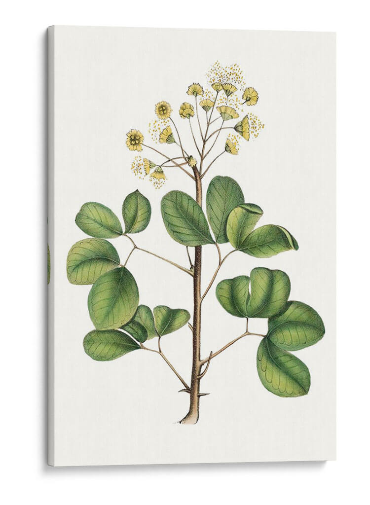 Follaje Y Blooms Iv - Thomas Nuttall | Cuadro decorativo de Canvas Lab