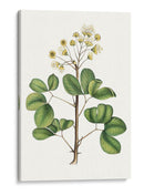 Follaje Y Blooms Iv - Thomas Nuttall | Cuadro decorativo de Canvas Lab