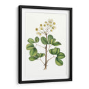 Follaje Y Blooms Iv - Thomas Nuttall | Cuadro decorativo de Canvas Lab