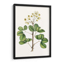 Follaje Y Blooms Iv - Thomas Nuttall | Cuadro decorativo de Canvas Lab