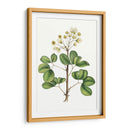 Follaje Y Blooms Iv - Thomas Nuttall | Cuadro decorativo de Canvas Lab