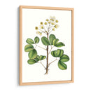 Follaje Y Blooms Iv - Thomas Nuttall | Cuadro decorativo de Canvas Lab