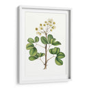 Follaje Y Blooms Iv - Thomas Nuttall | Cuadro decorativo de Canvas Lab