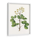 Follaje Y Blooms Iv - Thomas Nuttall | Cuadro decorativo de Canvas Lab