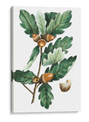 Douglas Oak - Thomas Nuttall | Cuadro decorativo de Canvas Lab