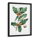 Douglas Oak - Thomas Nuttall | Cuadro decorativo de Canvas Lab