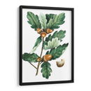 Douglas Oak - Thomas Nuttall | Cuadro decorativo de Canvas Lab