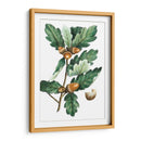 Douglas Oak - Thomas Nuttall | Cuadro decorativo de Canvas Lab