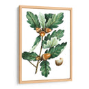 Douglas Oak - Thomas Nuttall | Cuadro decorativo de Canvas Lab