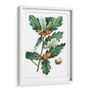 Douglas Oak - Thomas Nuttall | Cuadro decorativo de Canvas Lab