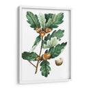 Douglas Oak - Thomas Nuttall | Cuadro decorativo de Canvas Lab