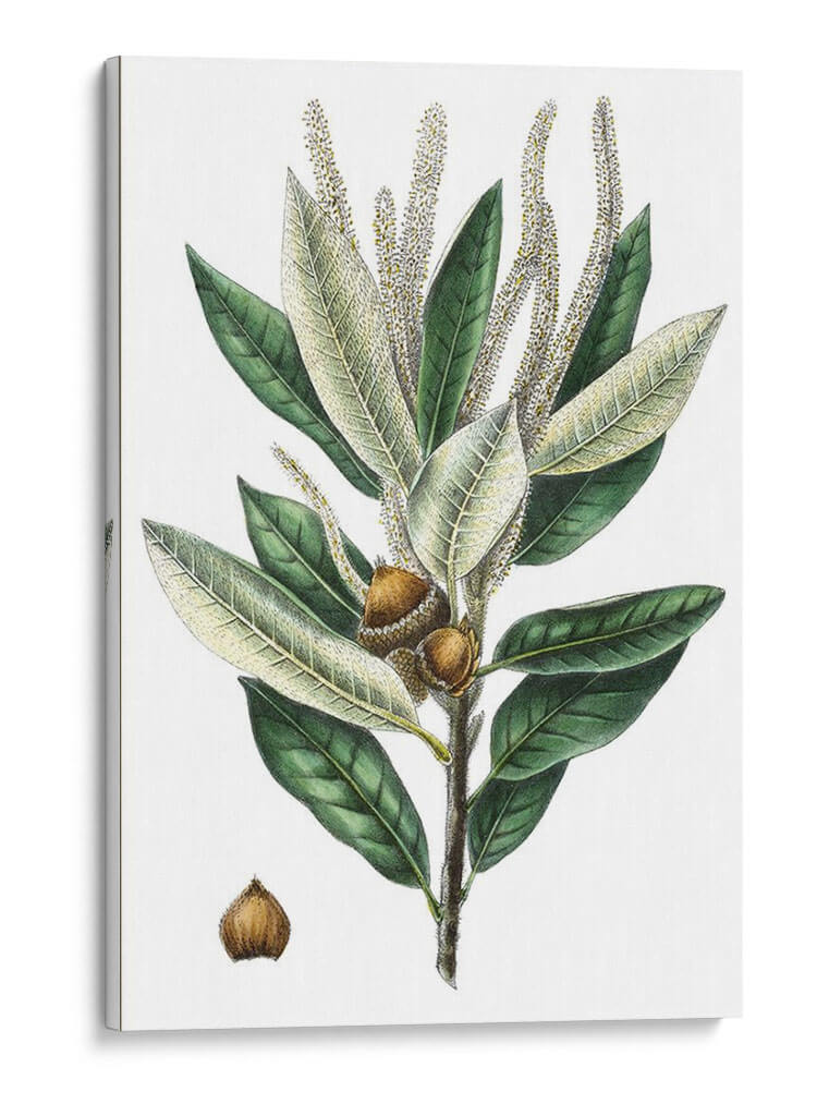 Roble Densa Florecida - Thomas Nuttall | Cuadro decorativo de Canvas Lab