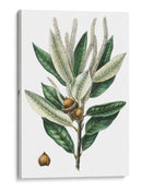 Roble Densa Florecida - Thomas Nuttall | Cuadro decorativo de Canvas Lab