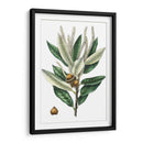 Roble Densa Florecida - Thomas Nuttall | Cuadro decorativo de Canvas Lab