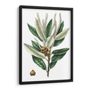 Roble Densa Florecida - Thomas Nuttall | Cuadro decorativo de Canvas Lab