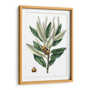 Roble Densa Florecida - Thomas Nuttall | Cuadro decorativo de Canvas Lab