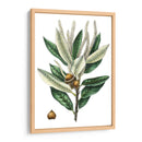 Roble Densa Florecida - Thomas Nuttall | Cuadro decorativo de Canvas Lab