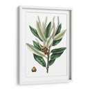 Roble Densa Florecida - Thomas Nuttall | Cuadro decorativo de Canvas Lab