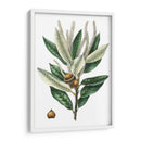 Roble Densa Florecida - Thomas Nuttall | Cuadro decorativo de Canvas Lab