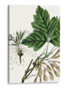 Caja De California Elder - Thomas Nuttall | Cuadro decorativo de Canvas Lab