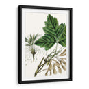 Caja De California Elder - Thomas Nuttall | Cuadro decorativo de Canvas Lab