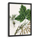 Caja De California Elder - Thomas Nuttall | Cuadro decorativo de Canvas Lab