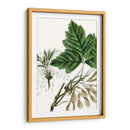 Caja De California Elder - Thomas Nuttall | Cuadro decorativo de Canvas Lab