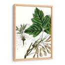 Caja De California Elder - Thomas Nuttall | Cuadro decorativo de Canvas Lab