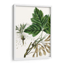 Caja De California Elder - Thomas Nuttall | Cuadro decorativo de Canvas Lab