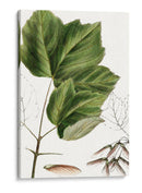 Drummonds Maple - Thomas Nuttall | Cuadro decorativo de Canvas Lab