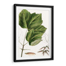 Drummonds Maple - Thomas Nuttall | Cuadro decorativo de Canvas Lab
