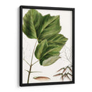 Drummonds Maple - Thomas Nuttall | Cuadro decorativo de Canvas Lab