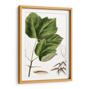 Drummonds Maple - Thomas Nuttall | Cuadro decorativo de Canvas Lab
