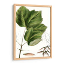Drummonds Maple - Thomas Nuttall | Cuadro decorativo de Canvas Lab