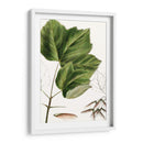 Drummonds Maple - Thomas Nuttall | Cuadro decorativo de Canvas Lab