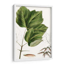 Drummonds Maple - Thomas Nuttall | Cuadro decorativo de Canvas Lab
