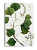 Árbol De Sebo - Thomas Nuttall | Cuadro decorativo de Canvas Lab