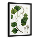 Árbol De Sebo - Thomas Nuttall | Cuadro decorativo de Canvas Lab