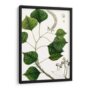 Árbol De Sebo - Thomas Nuttall | Cuadro decorativo de Canvas Lab