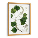 Árbol De Sebo - Thomas Nuttall | Cuadro decorativo de Canvas Lab