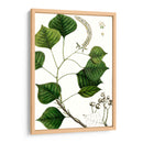 Árbol De Sebo - Thomas Nuttall | Cuadro decorativo de Canvas Lab