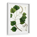 Árbol De Sebo - Thomas Nuttall | Cuadro decorativo de Canvas Lab