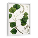 Árbol De Sebo - Thomas Nuttall | Cuadro decorativo de Canvas Lab