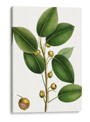 Higuera De Cereza - Thomas Nuttall | Cuadro decorativo de Canvas Lab