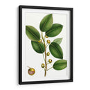 Higuera De Cereza - Thomas Nuttall | Cuadro decorativo de Canvas Lab